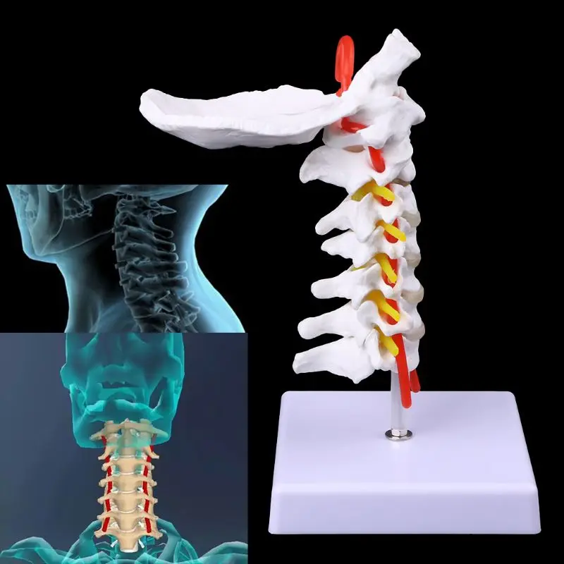 Medical props model Free postage Cervical Vertebra Arteria Spine Spinal Nerves Anatomical Model Life Size | Канцтовары для офиса и
