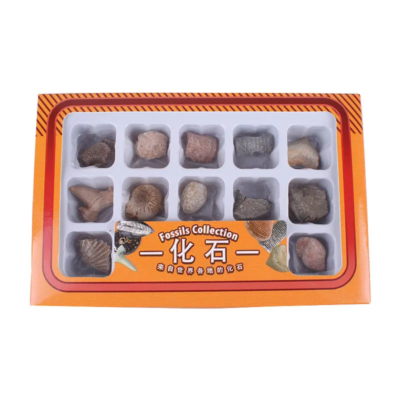 15pcs/set Ore Fossil Set Ornament Natural Ston Marine flora and fauna Healing Natural animal plant specimen Nice Gift
15pcs/set Ore Fossil Set Ornament Natural Ston Marine flora and fauna Healing Natural animal plant specimen Nice Gift