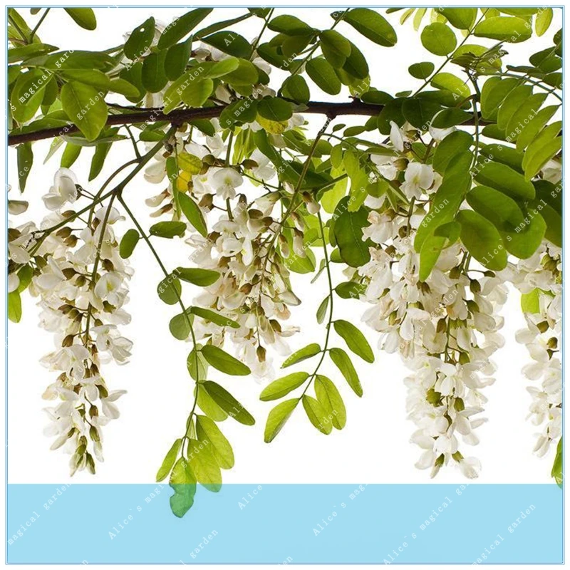 ZLKING 100pcs pagoda tree Jatropha Tree bonsai Chinese scholar tree locust tree For Home Garden
ZLKING 100pcs pagoda tree Jatropha Tree bonsai Chinese scholar tree locust tree For Home Garden