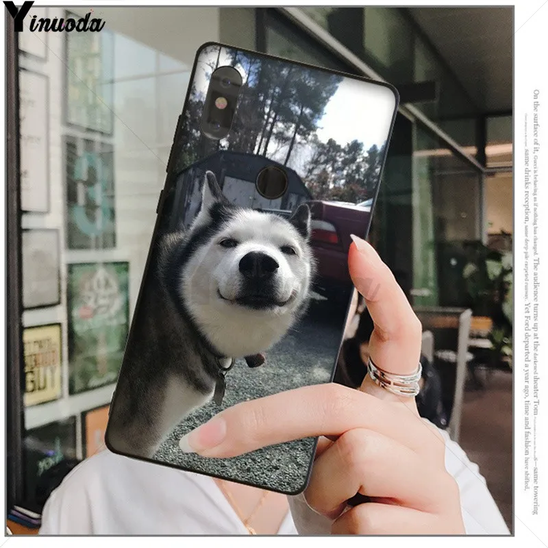 Animal Husky cute Puppy Dog