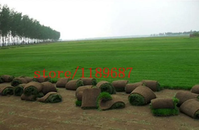 Image 1bag=500 pcs grass seeds special grass seeds , Lawn Grass Seeds grass seeds for football golf