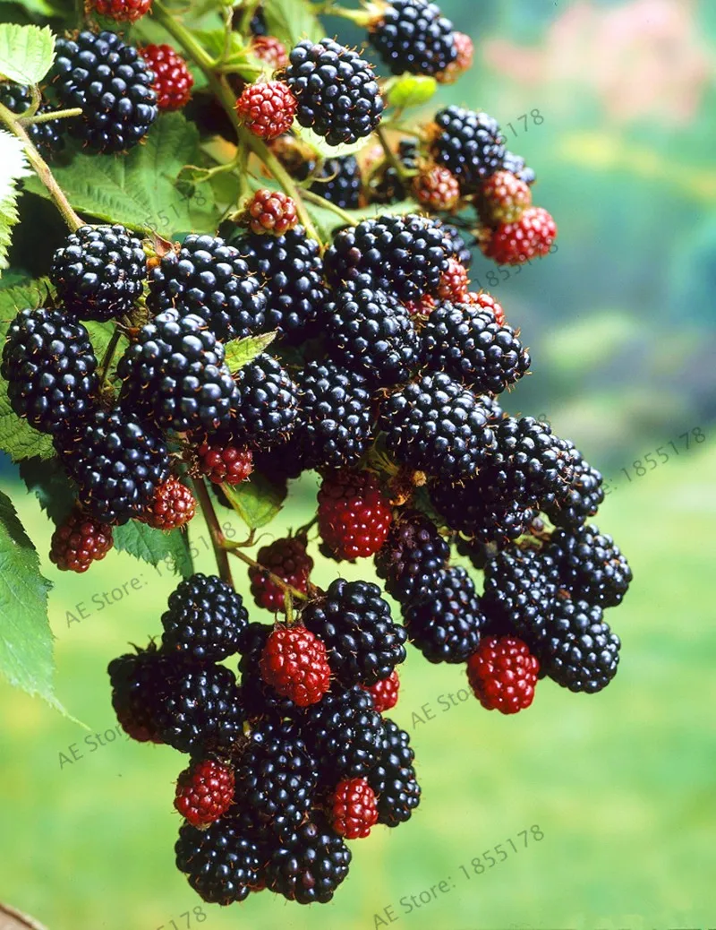 200 Thornless Blackberry bonsai ,delicious,nutritious, sweet, natural snack, Perennial garden or pot fruit.
200 Thornless Blackberry bonsai ,delicious,nutritious, sweet, natural snack, Perennial garden or pot fruit.