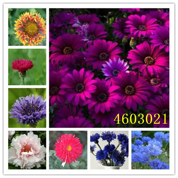 Big Promotion! 100 Pcs/bag Blue Cornflowers Centaurea Cyanus flores Balcony Patio Garden Flowers Potted Bonsai Plant plantas
Big Promotion! 100 Pcs/bag Blue Cornflowers Centaurea Cyanus flores Balcony Patio Garden Flowers Potted Bonsai Plant plantas