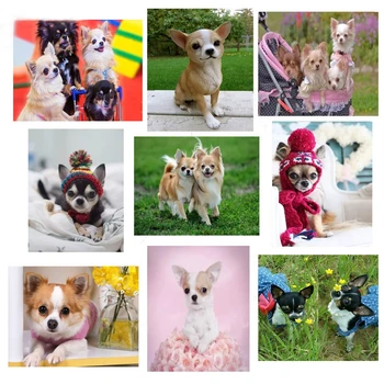 Full Square 5D DIY Diamond Painting chihuahua dog,Diamond Embroidery pet Cross Stitch kits rhinestones Mosaic 3d picture Z1272
Full Square 5D DIY Diamond Painting chihuahua dog,Diamond Embroidery pet Cross Stitch kits rhinestones Mosaic 3d picture Z1272