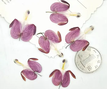 100pcs Pressed Dried Lotus Buds Flower Plant Herbarium For Jewelry Phone Case Photo Frame Postcard Bookmark Making
100pcs Pressed Dried Lotus Buds Flower Plant Herbarium For Jewelry Phone Case Photo Frame Postcard Bookmark Making