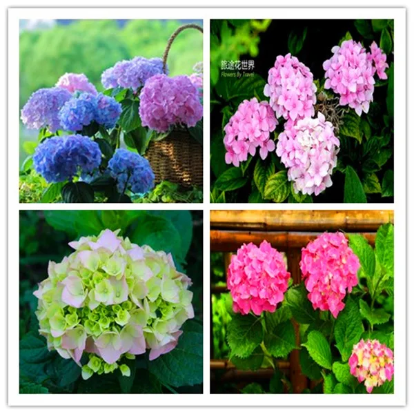 100 Pcs/Bag Bonsai Hydrangea Flower Mixed Hydrangea Flower Bonsai Indoor Bonsai Plant Flowers for Home Garden Planting
100 Pcs/Bag Bonsai Hydrangea Flower Mixed Hydrangea Flower Bonsai Indoor Bonsai Plant Flowers for Home Garden Planting