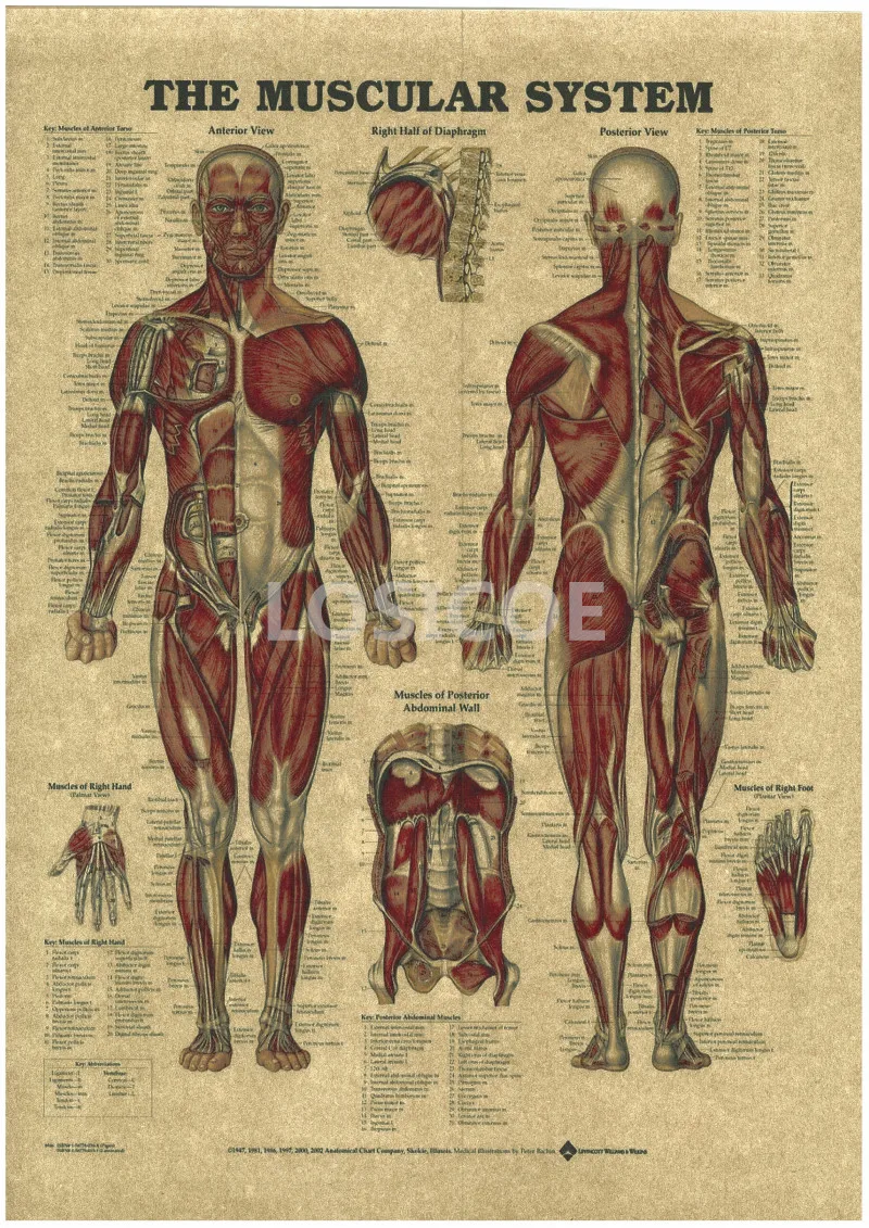 Digestive System Poster Medical Posters Human Body Systems Digestion