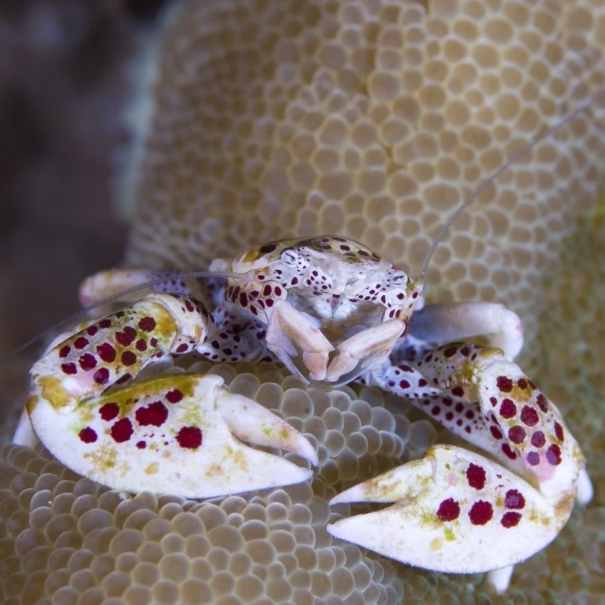 Spotted porcelain crab feeding on plankton Solomon Islands Poster Print (25 x 30)