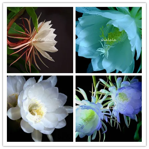 50 pcs Bonsai Epiphyllum Flower Cactus Hanging Plant Double Petals Bonsai Flowers Potted Plant Natural Growth Easy Care
50 pcs Bonsai Epiphyllum Flower Cactus Hanging Plant Double Petals Bonsai Flowers Potted Plant Natural Growth Easy Care
