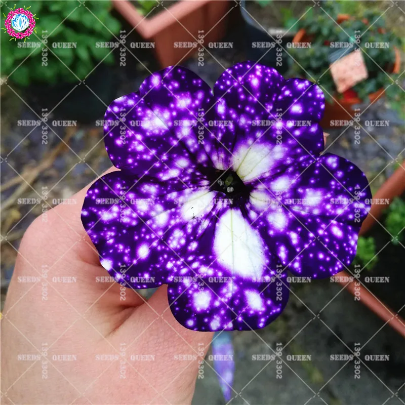 BONSAI Hanging Snowflake Petunia Climbing Flower Tricolor Bonsai Plant Decor For Home Garden Supplies Best Packaging 100pcs
BONSAI Hanging Snowflake Petunia Climbing Flower Tricolor Bonsai Plant Decor For Home Garden Supplies Best Packaging 100pcs