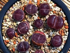 20pcs Wholesale 100% authentic Mix Lithops Succulent Plants rare plants, Bonsai organic -18861
20pcs Wholesale 100% authentic Mix Lithops Succulent Plants rare plants, Bonsai organic -18861