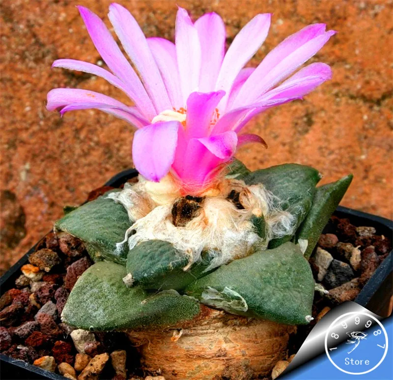Big Sale!100PCS/Bag Best rare Cactus Flower bonsai, giant shape , heat tolerant Succulent Perennial plant De Flores,#5EEM5G
Big Sale!100PCS/Bag Best rare Cactus Flower bonsai, giant shape , heat tolerant Succulent Perennial plant De Flores,#5EEM5G