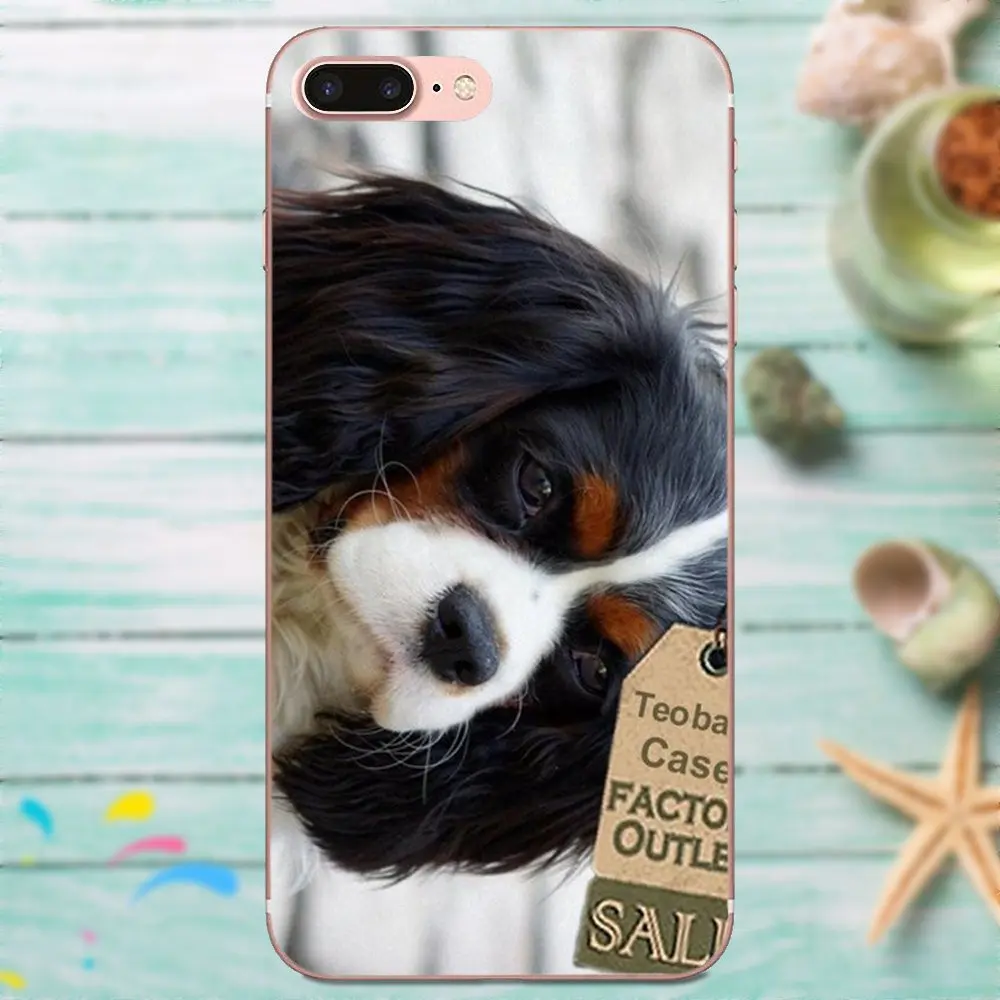 bernese mountain dog cavalier mix