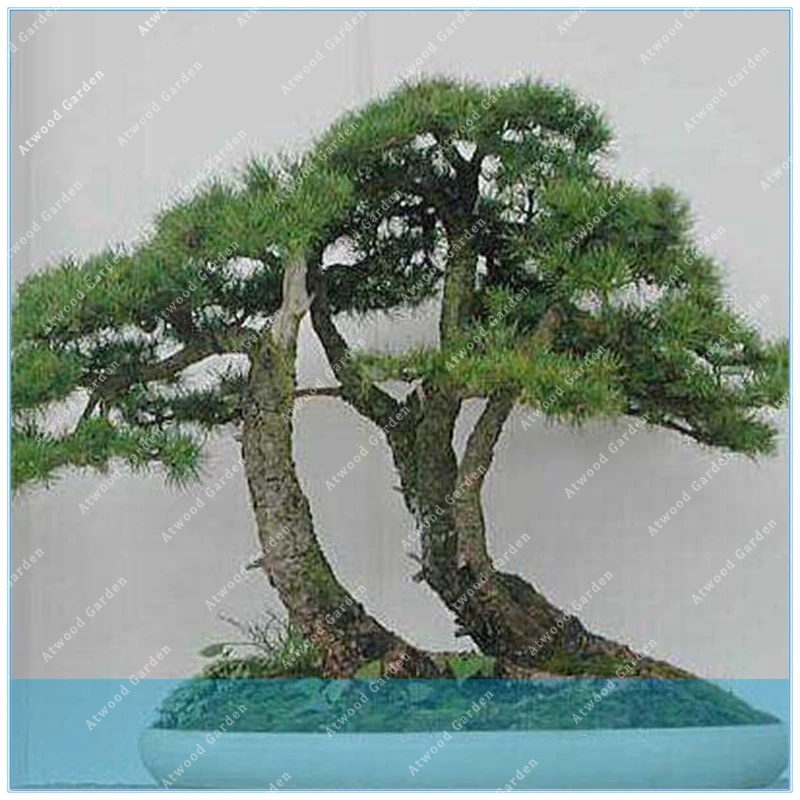 ZLKING Cedrus deodara Cedrus Deodara Conifer Indoor Plant bonsai tree Light blue Deodara Cedar 10pcs/bag
ZLKING Cedrus deodara Cedrus Deodara Conifer Indoor Plant bonsai tree Light blue Deodara Cedar 10pcs/bag