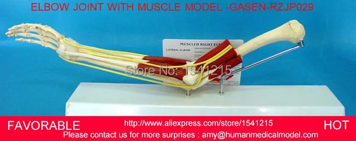 ELBOW JOINT MODEL, ANATOMICAL ELBOW JOINT MODEL LIFE SIZE ELBOW JOINT,ELBOW MODEL,ANATOMICAL JOINT MEDICAL MODEL-GASEN-RZJP029
ELBOW JOINT MODEL, ANATOMICAL ELBOW JOINT MODEL LIFE SIZE ELBOW JOINT,ELBOW MODEL,ANATOMICAL JOINT MEDICAL MODEL-GASEN-RZJP029