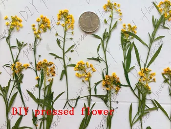 Free shipment 100pcs Sweet Alyssum Yellow Pressed flower dried flower Natural flowers DIY handmade sale 1 lot/10 bags
Free shipment 100pcs Sweet Alyssum Yellow Pressed flower dried flower Natural flowers DIY handmade sale 1 lot/10 bags