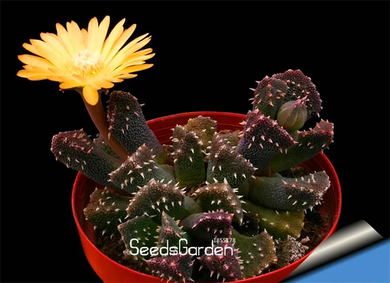 New Arrival!Cactus Flowers 100pcs Cactus plant flores Rare plant bonsai Foliage magical garden & home Semillas Flora,#G66DS0
New Arrival!Cactus Flowers 100pcs Cactus plant flores Rare plant bonsai Foliage magical garden & home Semillas Flora,#G66DS0