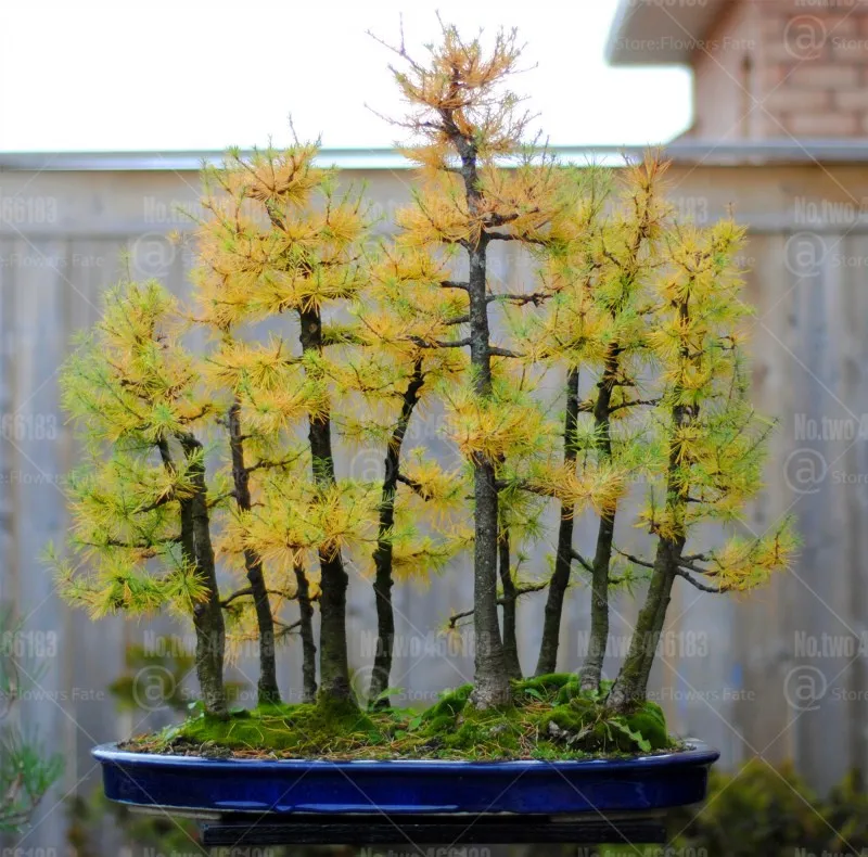 50Pcs Cypress Forest Bonsai Platycladus orientalis bonsai tree Perennial indoor Micro landscape potted plant mini garden plants
50Pcs Cypress Forest Bonsai Platycladus orientalis bonsai tree Perennial indoor Micro landscape potted plant mini garden plants