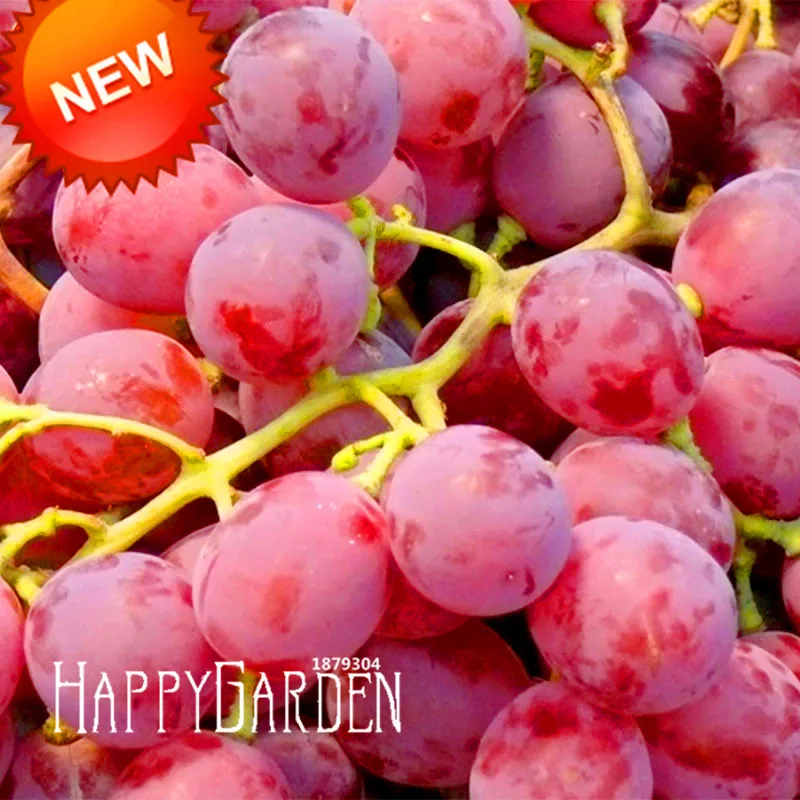 New 2018!100 PCS/Bag Sweet Red Grape bonsai Advanced Fruit flores Natural Growth Grape Delicious Gardening Fruit Plants,#LRB8
New 2018!100 PCS/Bag Sweet Red Grape bonsai Advanced Fruit flores Natural Growth Grape Delicious Gardening Fruit Plants,#LRB8
