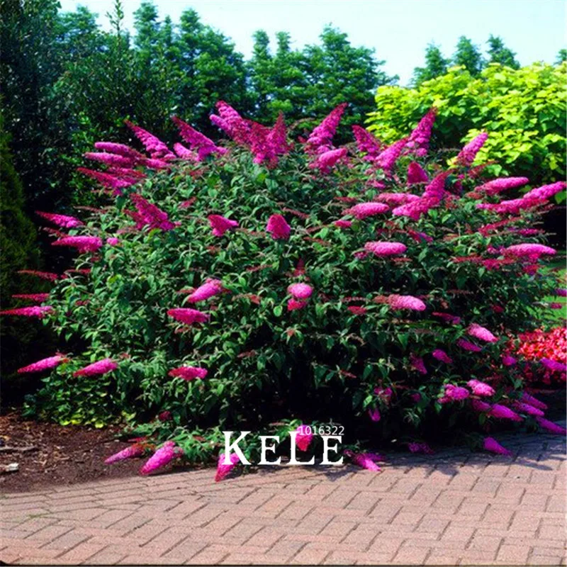 100 PCS Time-Limit!!Butterfly Bush Summer Lilac Plantas bonsai plant DIY home garden flower Plants
100 PCS Time-Limit!!Butterfly Bush Summer Lilac Plantas bonsai plant DIY home garden flower Plants