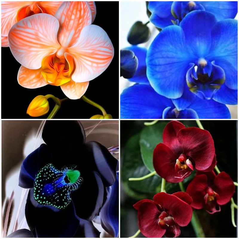 100Pcs Butterfly orchid bonsai orchid flower bonsai plants perennial indoor flowering potted plant for home garden planting
100Pcs Butterfly orchid bonsai orchid flower bonsai plants perennial indoor flowering potted plant for home garden planting