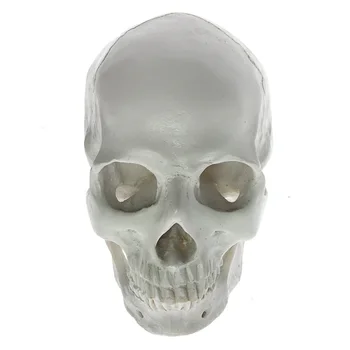 1Piece Skull Anatomical Model Resin White Human Head Bone Figurine Medical Teaching Tool Drawing Ornament Halloween Decorative
1Piece Skull Anatomical Model Resin White Human Head Bone Figurine Medical Teaching Tool Drawing Ornament Halloween Decorative