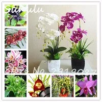 Beautiful-organic-flower-seeds-120seeds-bag-rare-orchid-seeds-bonsai-flower-seed-natural-grow-plant-for.jpg_200x200