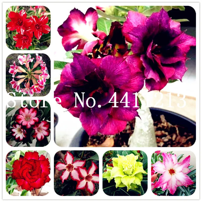 Hot Sale! 5 pcs/bag 100% True Adenium Obesum Bonsai desert rose bonsai flower Double Petals home garden plant Easy to Grow
Hot Sale! 5 pcs/bag 100% True Adenium Obesum Bonsai desert rose bonsai flower Double Petals home garden plant Easy to Grow