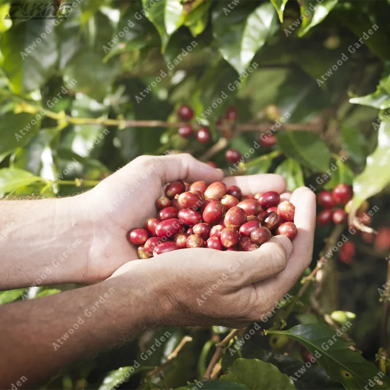 ZLKING 20 Pcs Pure Jamaica Blue Mountain Coffee Beans Rare And Rare Fragrant Refreshing Stimulate Coffee Cherry Exotic Plant
ZLKING 20 Pcs Pure Jamaica Blue Mountain Coffee Beans Rare And Rare Fragrant Refreshing Stimulate Coffee Cherry Exotic Plant