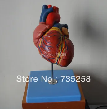 1.5 x Zoom Model of The Heart,Advanced Cardiac Anatomic Model,Adult Heart Model
1.5 x Zoom Model of The Heart,Advanced Cardiac Anatomic Model,Adult Heart Model