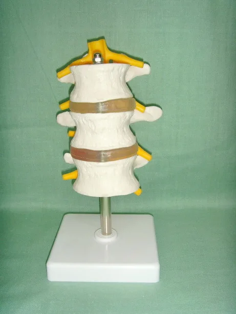1:1 Natural Size PVC Three Section Lumbar Spine Skeleton Model with Stand Skeleton Model Medical Science Teaching Resource
1:1 Natural Size PVC Three Section Lumbar Spine Skeleton Model with Stand Skeleton Model Medical Science Teaching Resource