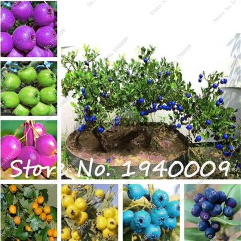 Hot Sale! 20 pcs Multi-color Hawthorn seedsplants,Crataegus laevigata fruit tree Edible bonsai seedsfor home & garden planting
Hot Sale! 20 pcs Multi-color Hawthorn seedsplants,Crataegus laevigata fruit tree Edible bonsai seedsfor home & garden planting