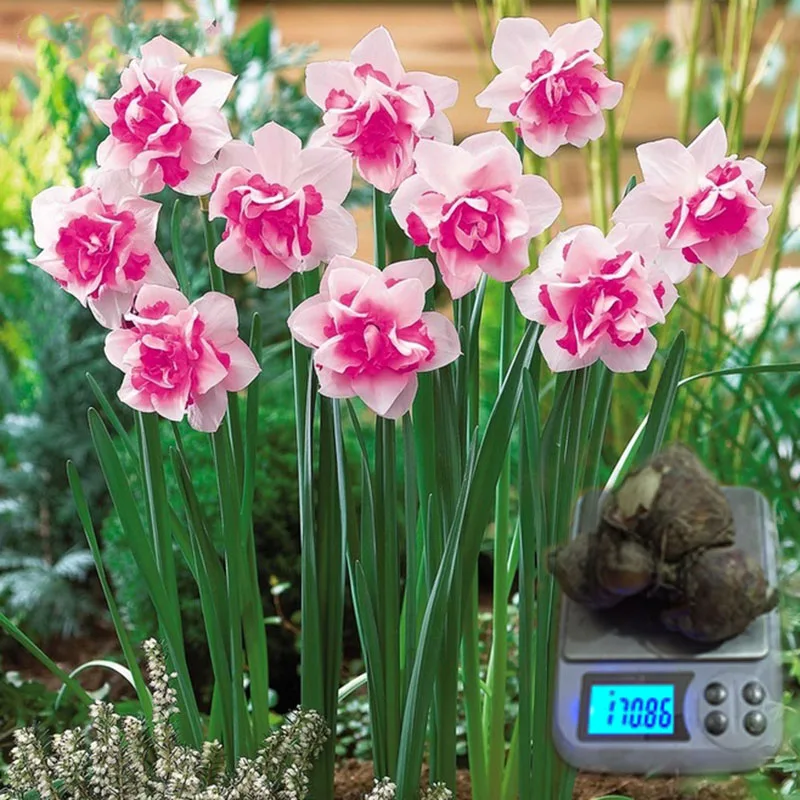 Daffodils Bulbs (not daffodils ), Bonsai of Aquatic Plants Double Petals Pink Daffodils flower Big Narcissus Bulb
Daffodils Bulbs (not daffodils ), Bonsai of Aquatic Plants Double Petals Pink Daffodils flower Big Narcissus Bulb