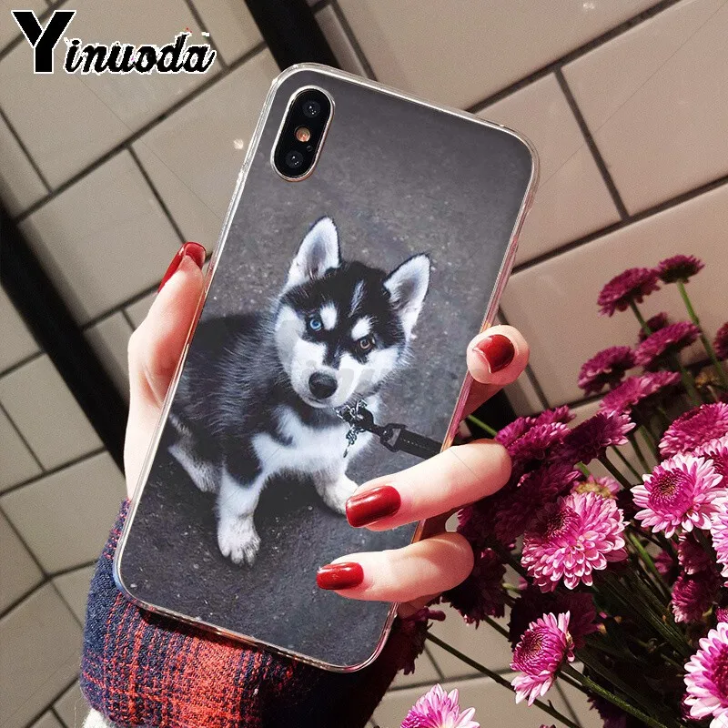 Animal Husky cute Puppy Dog