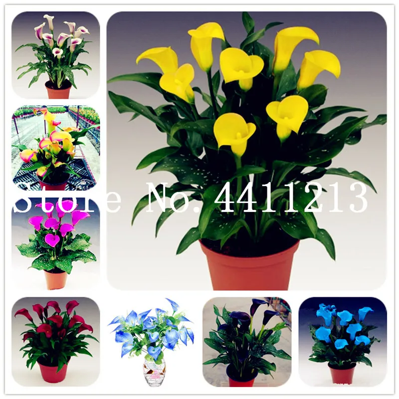 100 Pcs Calla Lily Bonsai,Rare Plants Flowers,Room Flowers Rhizome Zantedeschia Aethiopica, Bonsai Houseplants Home Garden Palnt
100 Pcs Calla Lily Bonsai,Rare Plants Flowers,Room Flowers Rhizome Zantedeschia Aethiopica, Bonsai Houseplants Home Garden Palnt