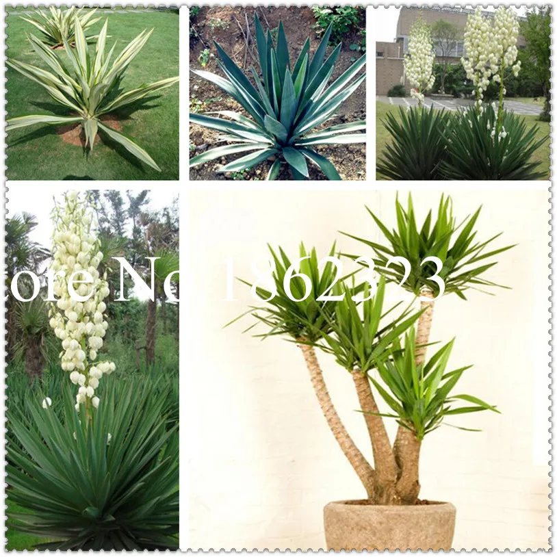 New Arrival 30 Pcs Yucca flower,Bonsai Balcony Flower Planting,DIY Potted Plant,Bonsai Tree Germination Rate Of 95%
New Arrival 30 Pcs Yucca flower,Bonsai Balcony Flower Planting,DIY Potted Plant,Bonsai Tree Germination Rate Of 95%