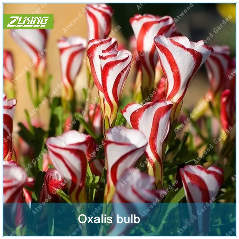 ZLKING Oxalis Flowers Bulb Red White Rotary Oxalis Bulb World's Rare Flowers For Garden Home Planting Flowers Semillas Bonsai
ZLKING Oxalis Flowers Bulb Red White Rotary Oxalis Bulb World's Rare Flowers For Garden Home Planting Flowers Semillas Bonsai
