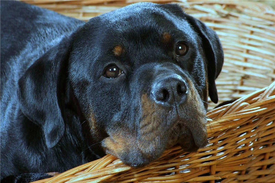 Diamond Painting Diy Full Square Daimond Painting animal Golden hair Rottweiler dog Painting Diamond Living Room Decor Wall Art
Diamond Painting Diy Full Square Daimond Painting animal Golden hair Rottweiler dog Painting Diamond Living Room Decor Wall Art