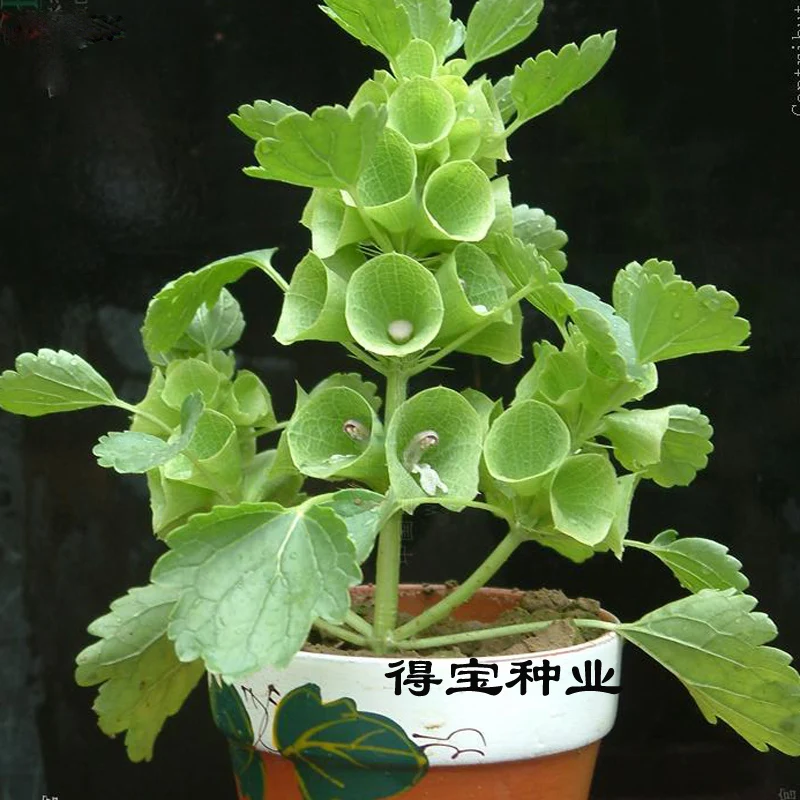 Shell Flower Collar Flower bonsai Balcony Garden Potted Plants Easy To Plant bonsai 100pcs
Shell Flower Collar Flower bonsai Balcony Garden Potted Plants Easy To Plant bonsai 100pcs