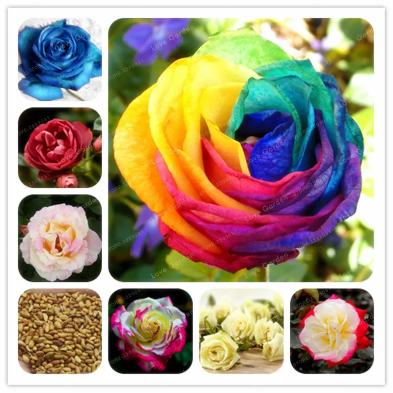 50 PCS Rare Rose plant 24Colors Selection Home Garden Perennial Plant Flowers DIY Bonsai Tree Supplies Garden Supplie
50 PCS Rare Rose plant 24Colors Selection Home Garden Perennial Plant Flowers DIY Bonsai Tree Supplies Garden Supplie