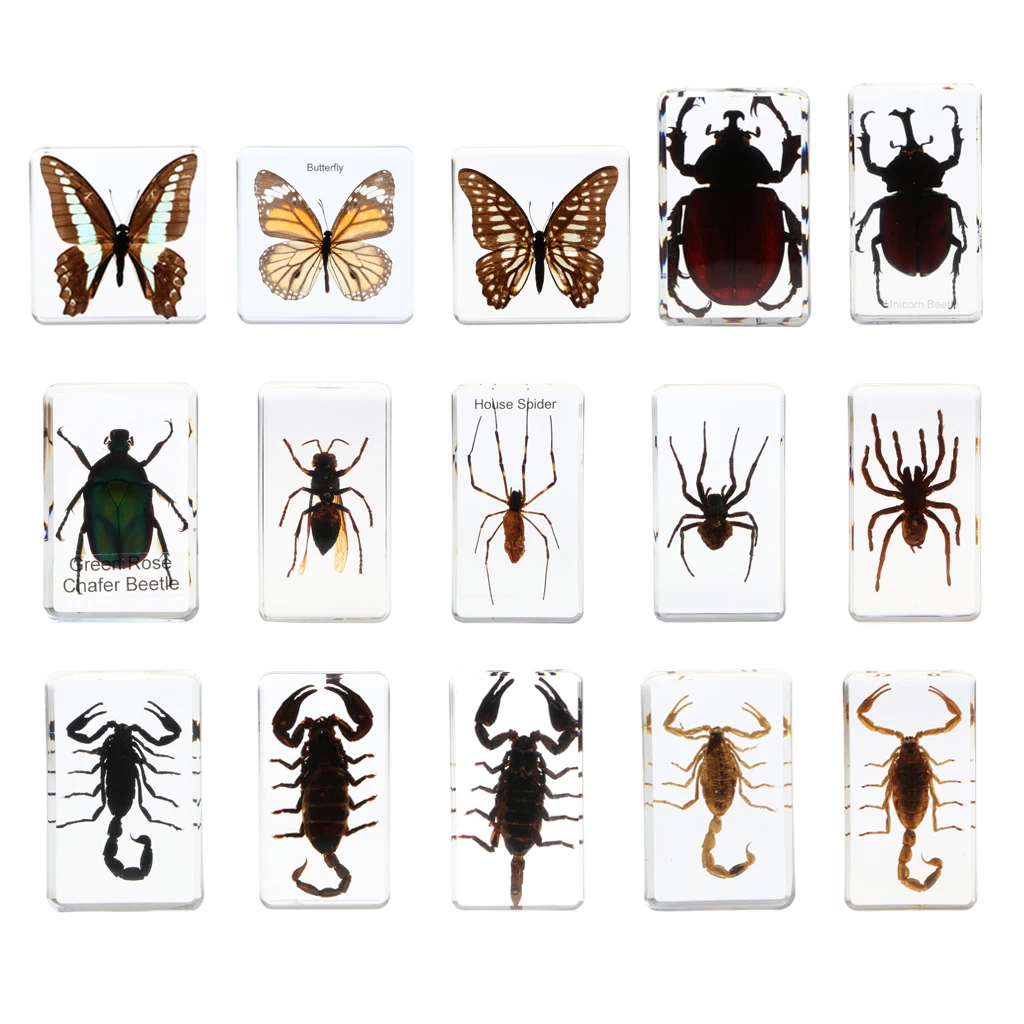 Insect Specimen Butterfly / Spiders / Beetles / Scorpion Rectangle shape with clear background Paperweight Collection Gift
Insect Specimen Butterfly / Spiders / Beetles / Scorpion Rectangle shape with clear background Paperweight Collection Gift