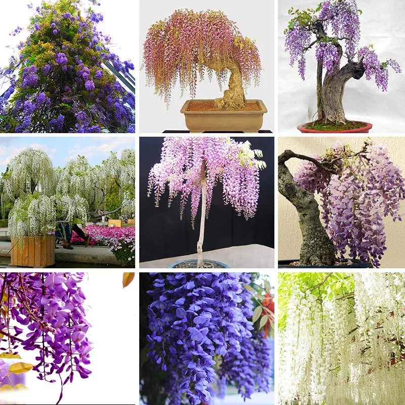 Wisteria Wisteria Vine saplings bonsai upscale vegetable garden plants flower bonsais 5pcs
Wisteria Wisteria Vine saplings bonsai upscale vegetable garden plants flower bonsais 5pcs