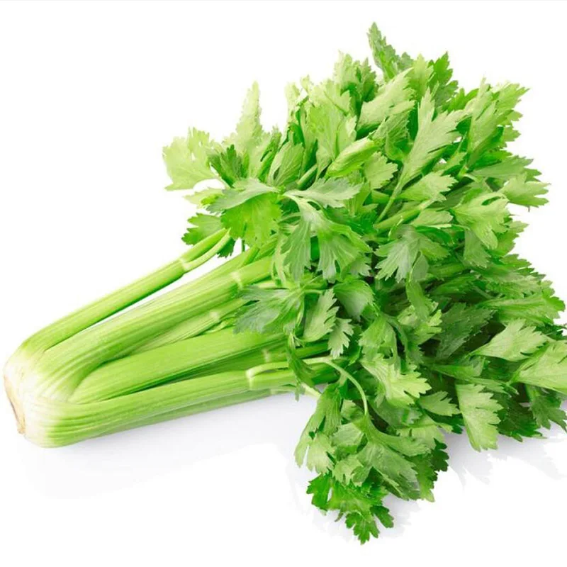100pcs Celery Seeds Vegetable Seedlings Garden Decoration Seedsplants Outdoor Balcony Plant Seedlings for Sale
100pcs Celery Seeds Vegetable Seedlings Garden Decoration Seedsplants Outdoor Balcony Plant Seedlings for Sale
