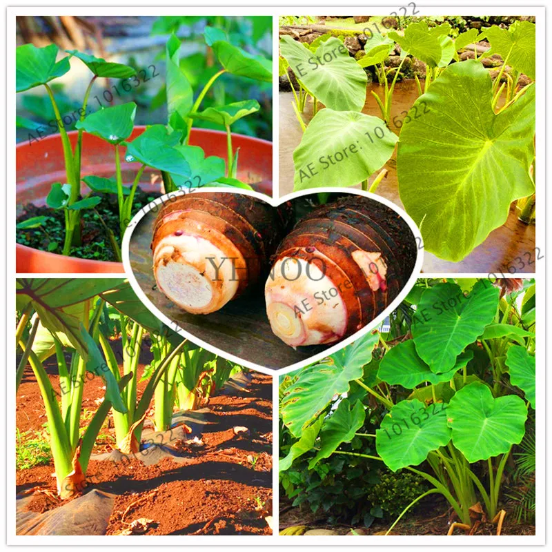 Heirloom Alocasia Macrorrhiza Green Giant Taro Indoor and outdoor Plant bonsai,100PCS,easy to grow
Heirloom Alocasia Macrorrhiza Green Giant Taro Indoor and outdoor Plant bonsai,100PCS,easy to grow