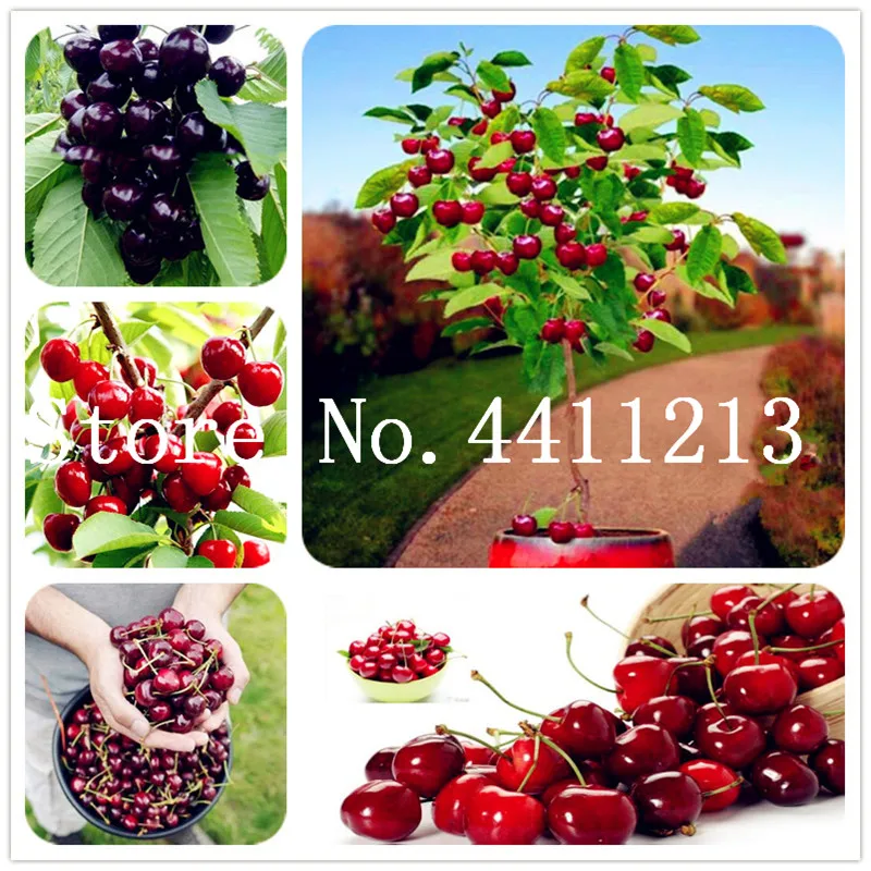 Hot Sale! 20 pcs/bag Cherry Tree, Rare Color, Bonsai Tree Bonsai Dwarf Cherry Tree Organic Fruit Home Garden Potted Plant
Hot Sale! 20 pcs/bag Cherry Tree, Rare Color, Bonsai Tree Bonsai Dwarf Cherry Tree Organic Fruit Home Garden Potted Plant