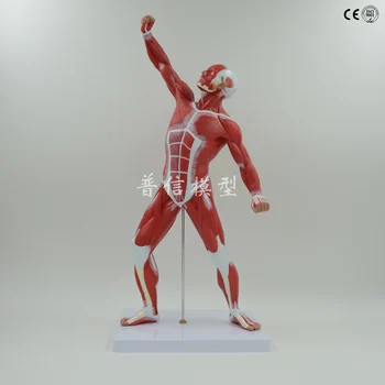 50cm Human Muscle Model Human Body Model Medical Teaching Sports Model Artist Drawing
50cm Human Muscle Model Human Body Model Medical Teaching Sports Model Artist Drawing