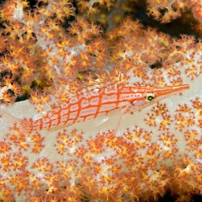 Malaysia Sipidan Island Longnose Hawkfish (Oxycirrhites Typus) On Alcyonarian Coral. Poster Print (36 x 24)