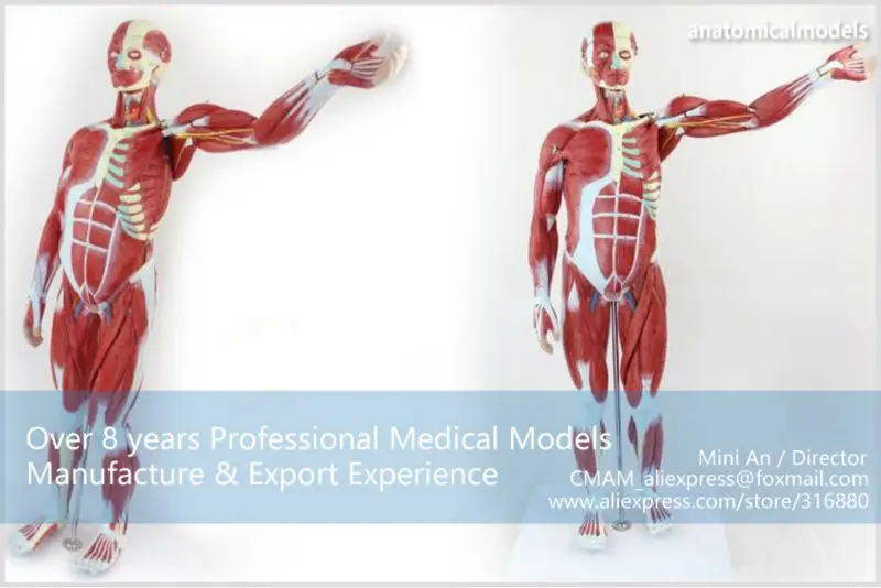 MUSCLE01 CMAM anatomical model 78cm muscle model 6