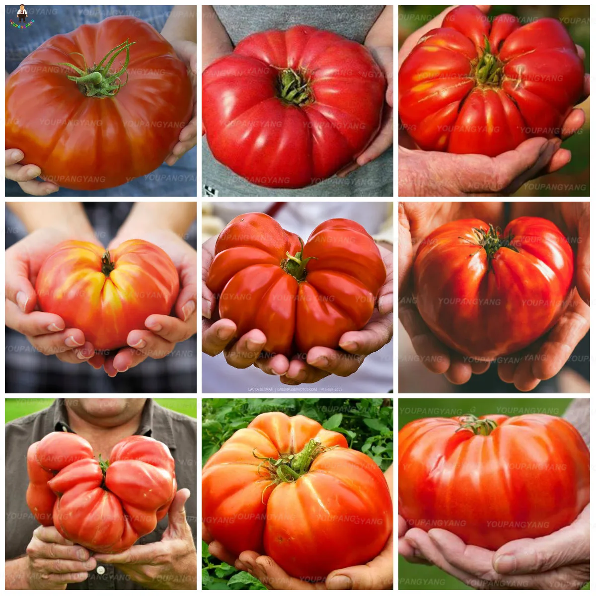 free shiping 200pcs huge Tomato Bonsai Heirloom Sweet Gardening Plantas Plants Vegetable bonsai For Home Garden
free shiping 200pcs huge Tomato Bonsai Heirloom Sweet Gardening Plantas Plants Vegetable bonsai For Home Garden