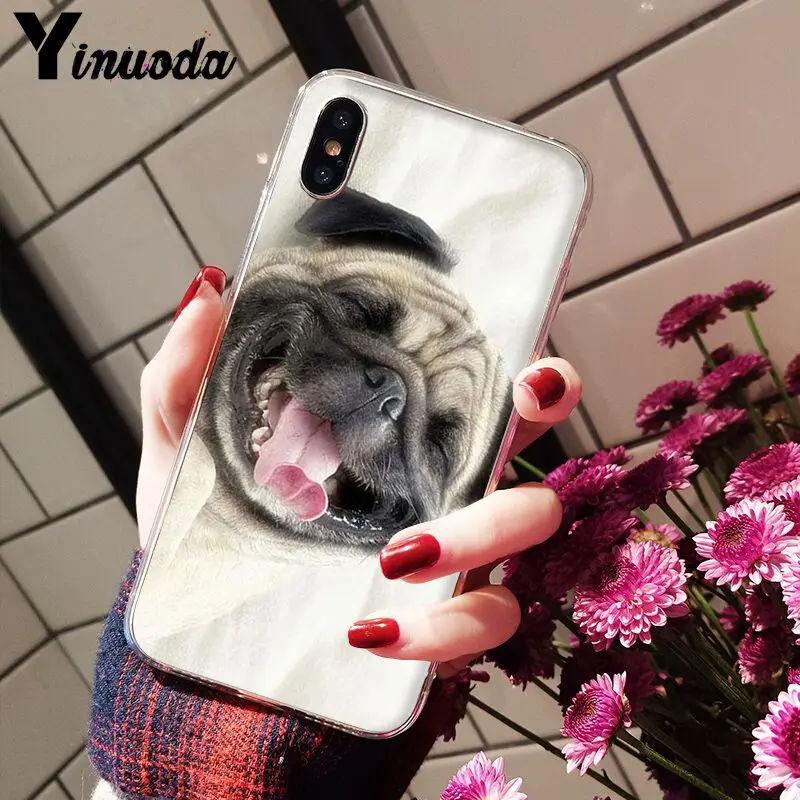 Cute pug dog